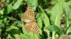 Argynnis paphia